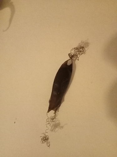 Scyliorhinus canicula