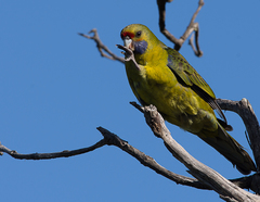 Platycercus caledonicus