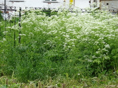Anthriscus sylvestris
