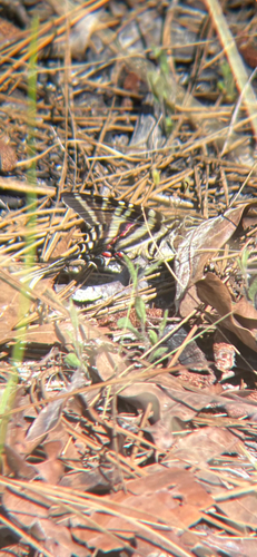 Zebra Swallowtail