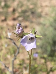 Pholistoma auritum arizonicum