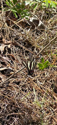 Zebra Swallowtail