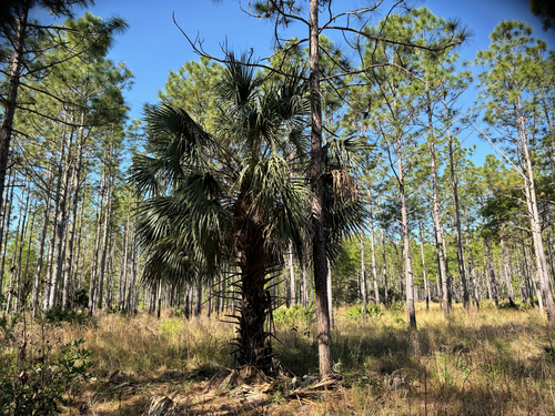 cabbage palmetto