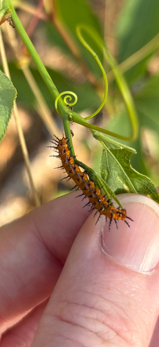 Gulf Fritillary