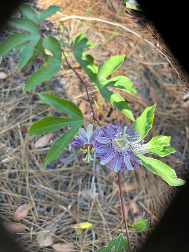 Passion Flower
