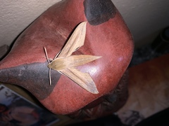 Hippotion balsaminae