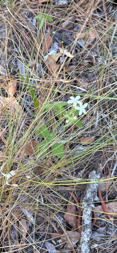 spurge nettle