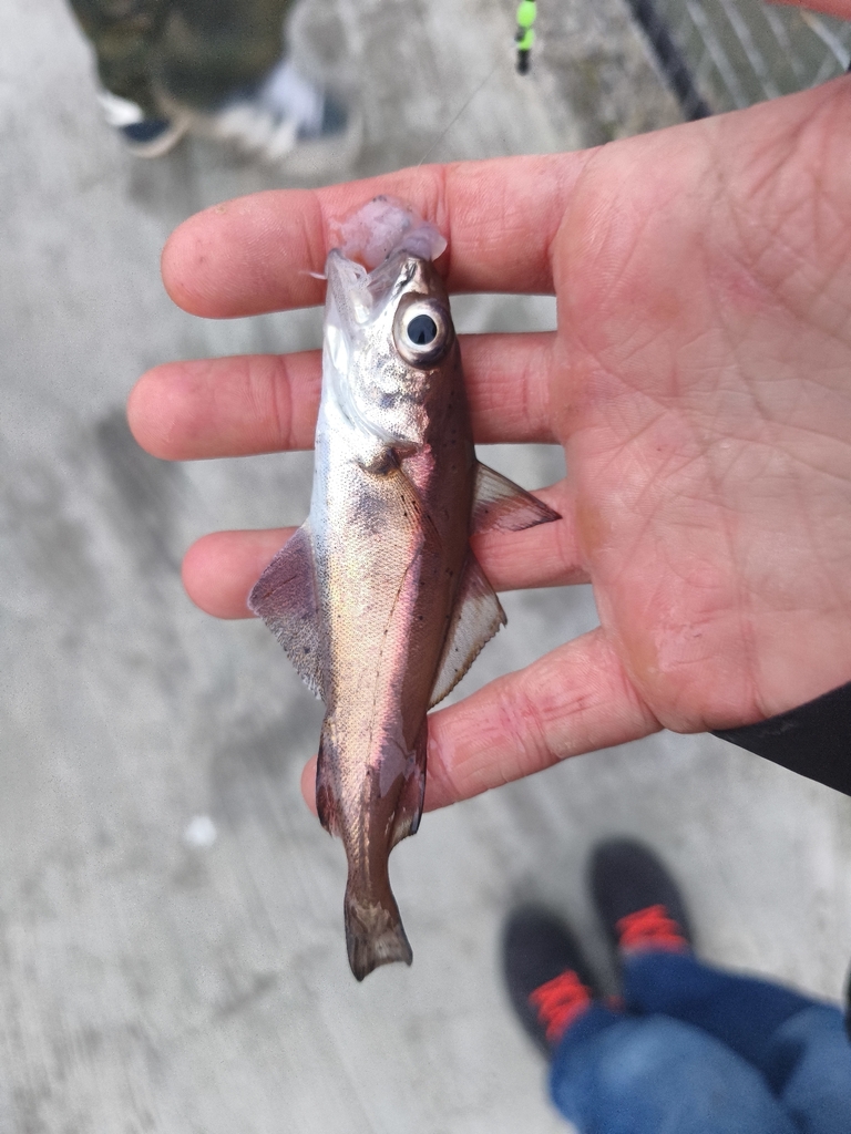 Poor cod (Trisopterus minutus) — Gadidae