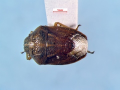 Neottiglossa undata