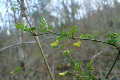 Colutea arborescens
