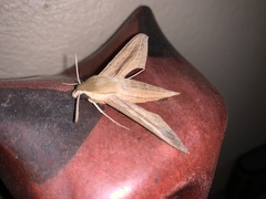 Hippotion balsaminae