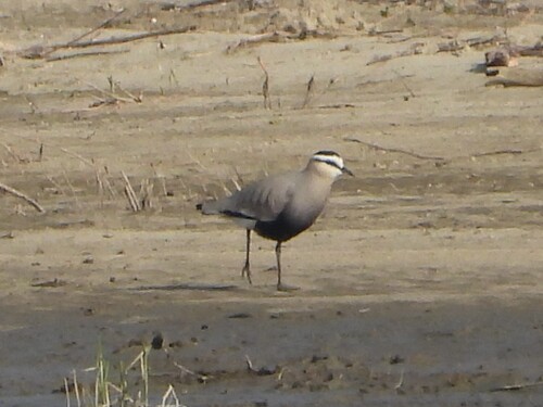 Sociable Lapwing, Masovian, PL, photo 7 of 10