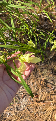 slimleaf pawpaw