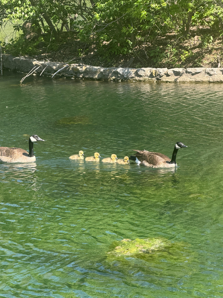Springfield Goose Canada Goose from S Lone Pine Ave, Springfield, MO, US on April 21 ...