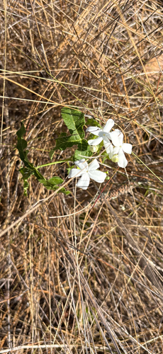 spurge nettle
