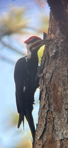 Pileated Woodpecker
