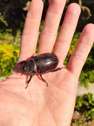 Strategus validus