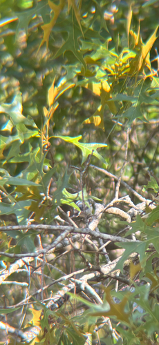 Blue-gray Gnatcatcher