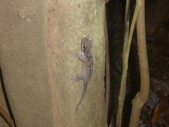 Cyrtodactylus