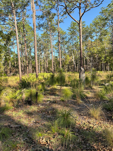 longleaf pine