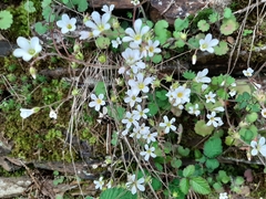 Saxifraga granulata