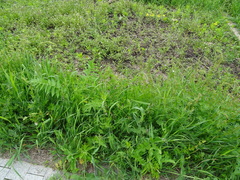 Pimpinella saxifraga