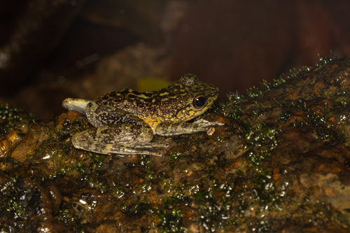 Amolops larutensis observed 2026-03-21