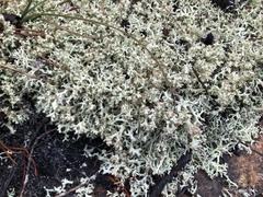 Cladonia caroliniana