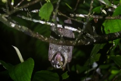 Bismark Masked Flying Fox photo 2