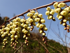 Stachyurus praecox