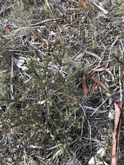 Philotheca verrucosa