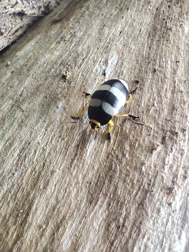 Iphiclus trifasciatus