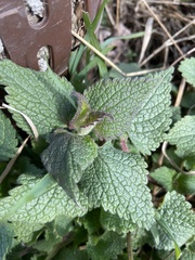 Lamium album