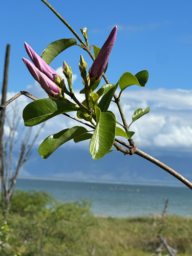 Rubber Vine