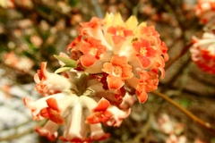 Edgeworthia chrysantha