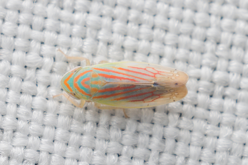 Linnavuoriella arcuata observed 2026-04-20