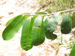 Hancornia speciosa