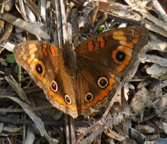 Junonia neildi varia