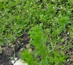 Tripleurospermum inodorum