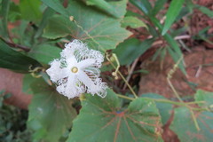 Trichosanthes cucumerina