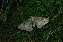 Gnophini