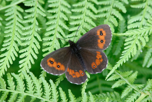 Large Ringlet