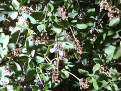 Phyla nodiflora minor