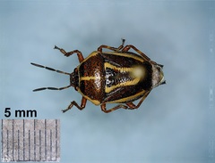 Perillus circumcinctus