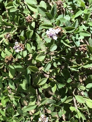 Phyla nodiflora minor