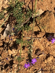 Glandularia aristigera