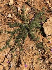 Glandularia aristigera