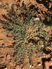 Euphorbia drummondii