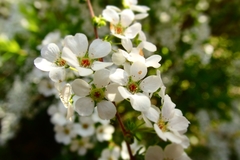 Spiraea thunbergii