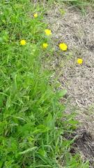 Ranunculus polyanthemos